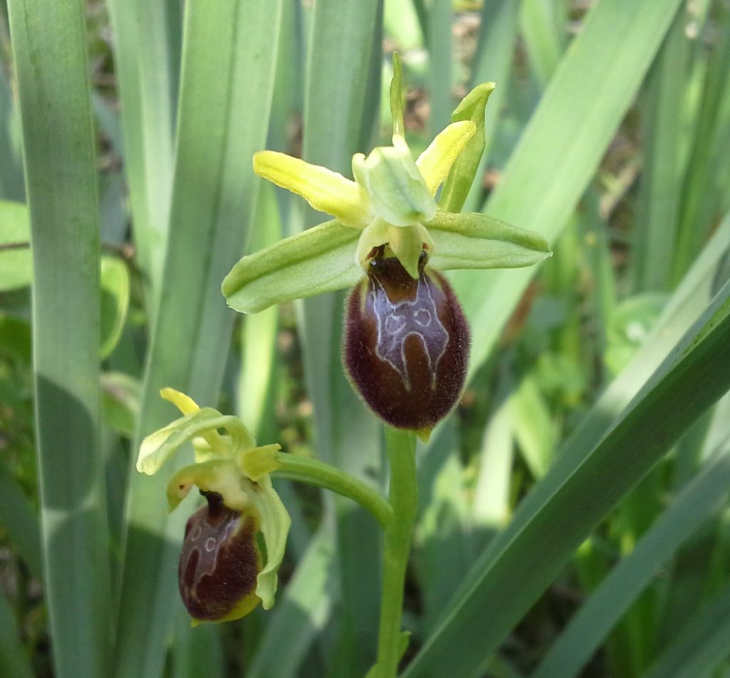 Ophrys da identificare